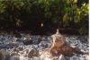 Iguane regardant passer les touristes