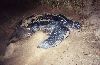 Tortue Luth aprs la ponte (Plage des Hates)