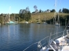 Les "moorings piles" de Kerikeri river.