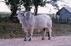 Les Llanos.