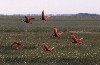 Les Llanos: Un vol d'Ibis rouges